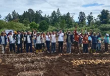 Hasil Panen Kentang BUMDes Sumber Nauli di Pollung Memuaskan