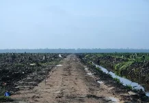 Deforestasi Ancam Lingkungan dan Kehidupan Masyarakat