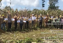 Bupati Humbahas Bersama BUMDes “Sinar Muda” Panen Jagung di Paranginan
