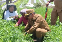 Bupati Taput Panen Daun Seledri dan Sayuran