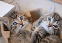 Cute Aggression, Reaksi Unik Otak Manusia