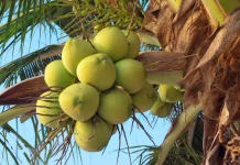 Potensi Kelapa di Tapteng Masih Belum Terkelola