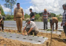 Bupati JTP Hadiri Tanam serentak tomat dan cabai