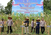 Polres Mandailing Natal Gelar Panen Raya Jagung dan Resmikan SPPG 3