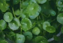 Manfaat Centella Asiatica untuk Kesehatan Kulit