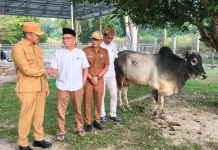 Pemkab Madina Salurkan Delapan Belas Hewan Kurban Iduladha 1447