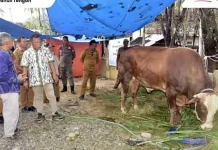 Bupati Tapteng Serahkan Bantuan Hewan Kurban Presiden untuk Warga Tukka