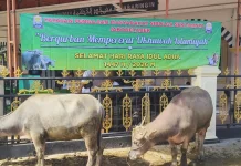 YPMSS Berkurban Belasan Ekor Kerbau di Sibolga-Tapteng
