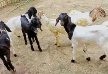 Hewan Kurban Tak Harus Jantan, Ini Penjelasannya