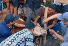 Ketahui Batas Waktu Penyembelihan Hewan Kurban