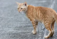 Ini Cara Simpel Usir Kucing Liar tanpa Kekerasan