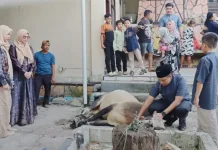 Polres Padangsidimpuan Sembelih Delapan Ekor Sapi Kurban