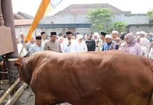 Pemkab Madina Sembelih Sapi Kurban Bantuan Presiden