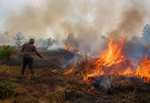 Musim Kemarau: Hindari Membakar Lahan