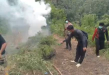 Polres Madina Musnahkan Tiga Hektare Ladang Ganja