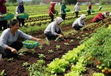 Memperkuat Ketahanan Pangan Berbasis Keluarga