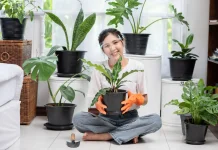 Hobi Tanaman Hias Menjadi Cuan