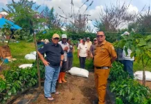 Kementan Dorong Taput Jadi Patron Kopi Arabika Nasional