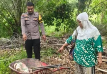 Pergoki Pencuri Sawit, Pedagang di Pinangsori Terluka Diserang Menggunakan Dodos