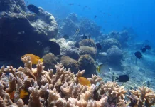 Terumbu Karang Kekayaan Alam Bernilai Tinggi