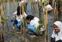 Aksi Muda Penjaga Pantai Tanam Mangrove Sibolga