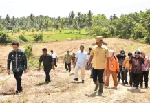 Pemkab Madina Kembangkan Pilot Project Pisang Kepok Bebas Layu Fusarium