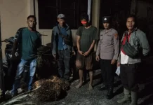 Diduga Curi Sawit PT CPA, Pemuda di Tapteng Diamankan Polisi
