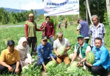Bupati Tapsel Panen Perdana Semangka di Muaratais