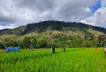 Pemkab Taput Gelar Gerakan Pengendalian Hama Padi di Desa Simatupang