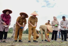 Pemkab Tapanuli Selatan Tanam Perdana Jagung di Arse, Perkuat Gerakan 10.000 Hektar