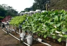 Meningkatkan Ketahanan Pangan Keluarga dengan Hidroponik