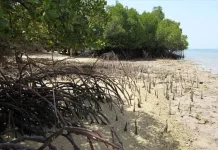 Menikmati Wisata Alam Lewat Hutan Mangrove