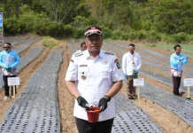 Bupati Toba Dorong Evaluasi dan Penguatan Budidaya Bawang Putih