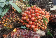 Harga TBS di Tapteng Rp 2.870/kg