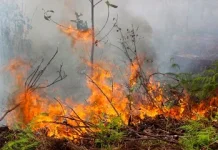 Waspada Kebakaran di Musim Kemarau