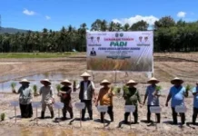 Pemkot Padangsidimpuan Gelar Tanam Padi, Pacu Swasembada Pangan Daerah