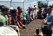 Kopi Organik Tapsel Tembus Pasar Singapura, Terapkan Prinsip Konservasi Hutan