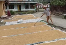 Harga Gabah Kering Petani di Ulu Barumun Palas Naik Jadi Rp8.000 per Kg