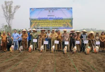 Dorong Pertanian Berkelanjutan, Pemkab Taput Tanam Jagung di Kawasan Sijaba