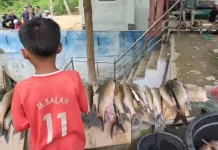Ratusan Ikan Jurung Mati Mendadak, Pemkab Ambil Sampel Air untuk Uji Lab