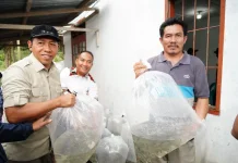 Pemkab Taput Dorong Pengembangan Budidaya Ikan Air Tawar