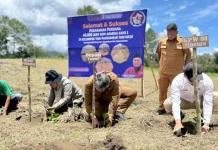 Sebanyak 40 Ribu Bibit Kopi Arabika Ditanam di Pangaribuan
