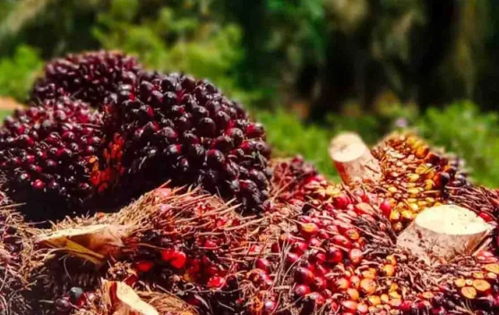 Harga TBS di Tapteng Rp 2.970/Kg