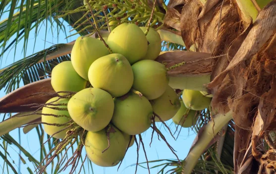 Potensi Kelapa di Tapteng Masih Belum Terkelola