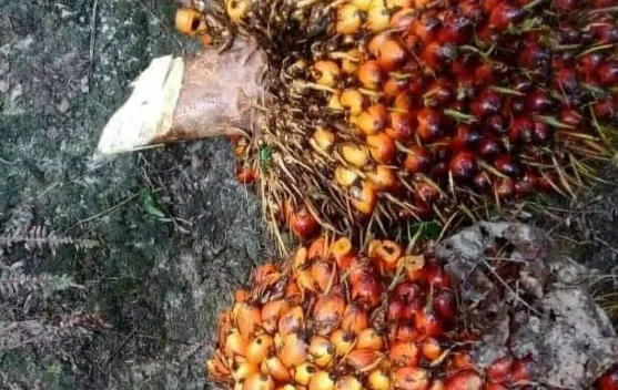 Harga TBS di Tapteng Masih Rendah
