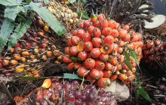 Harga TBS di Tapteng Rp 2.870/kg