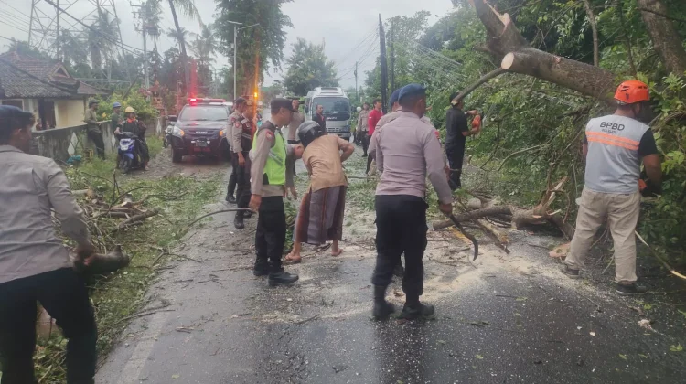 Pohon Tumbang Tutup Jalur Singaraja–Gilimanuk, Satu Orang di Larikan ke Rumah Sakit