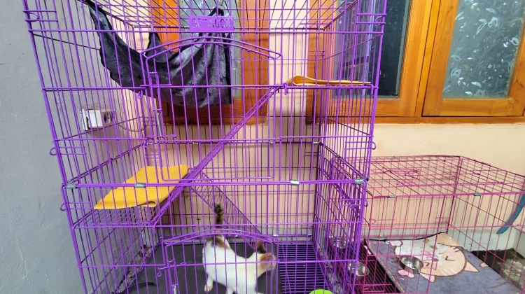 Kandang untuk Kucing Rumahan