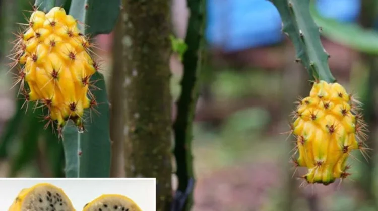 Buah Naga Kuning: Si Manis Eksotis yang Kaya Manfaat