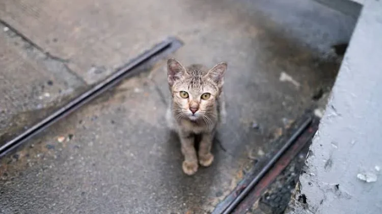 Hari Penyelamatan Kucing Internasional, Peringatan 2 Maret